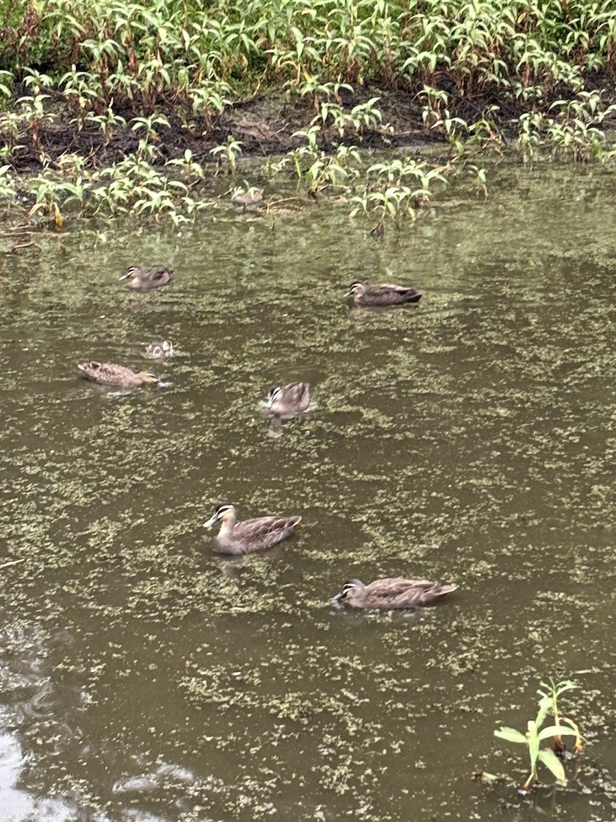 Pacific Black Duck - ML638298926