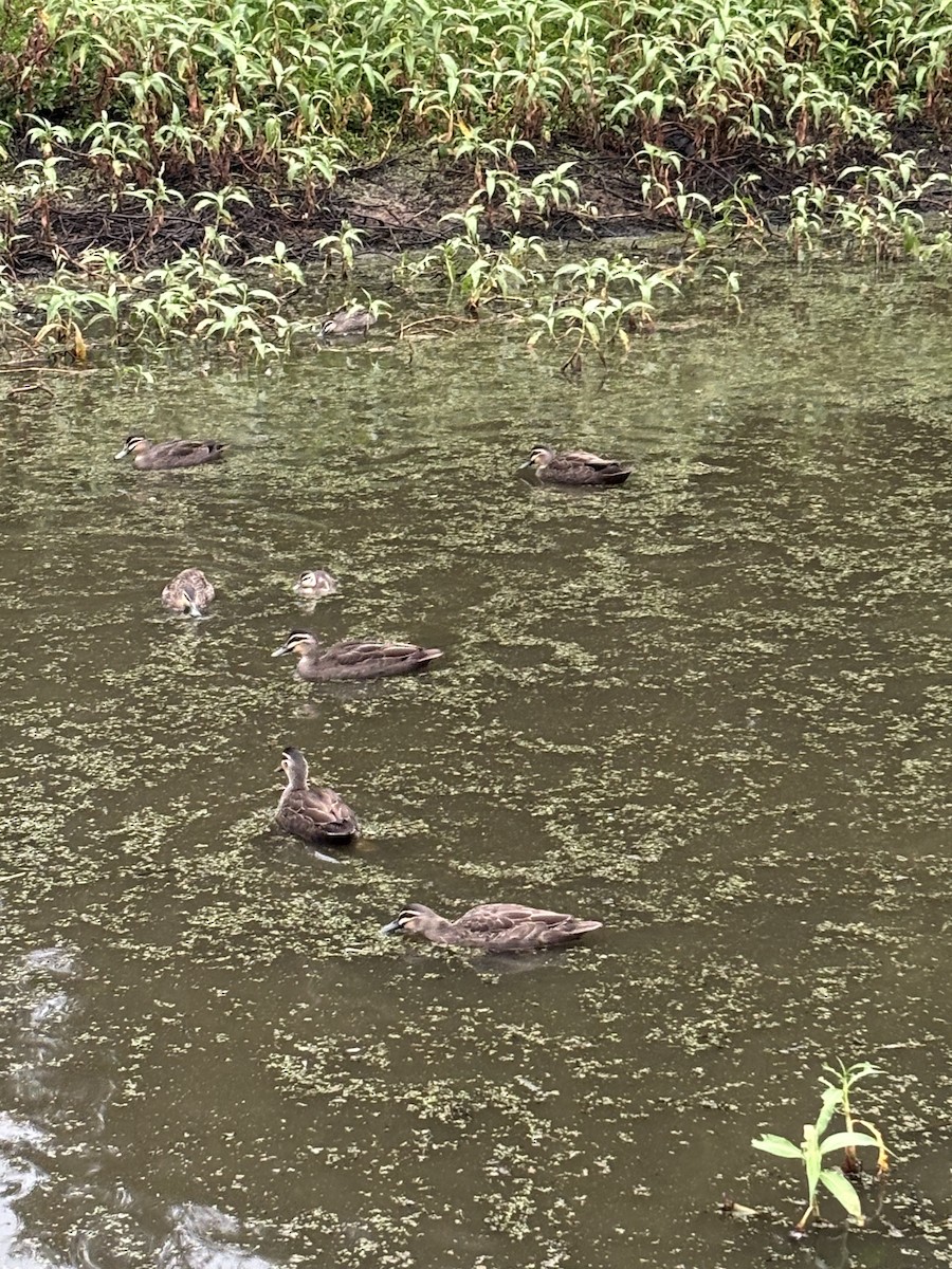 Pacific Black Duck - ML638298927