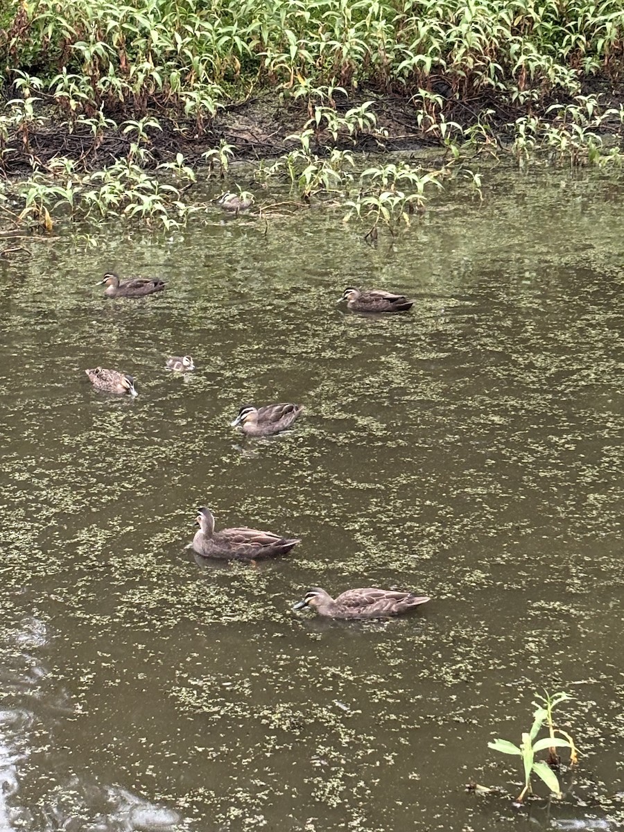Pacific Black Duck - ML638298928