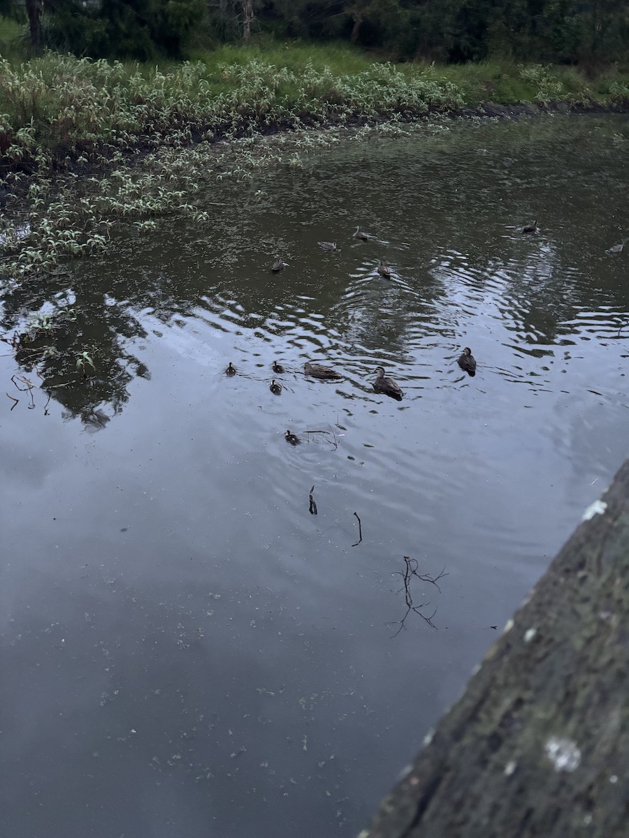 Pacific Black Duck - ML638298930