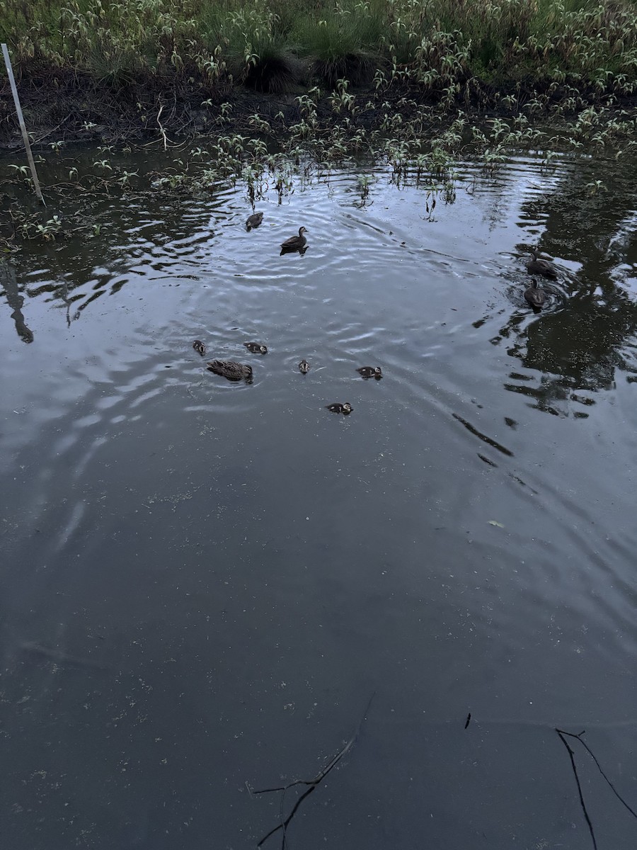 Pacific Black Duck - ML638298931