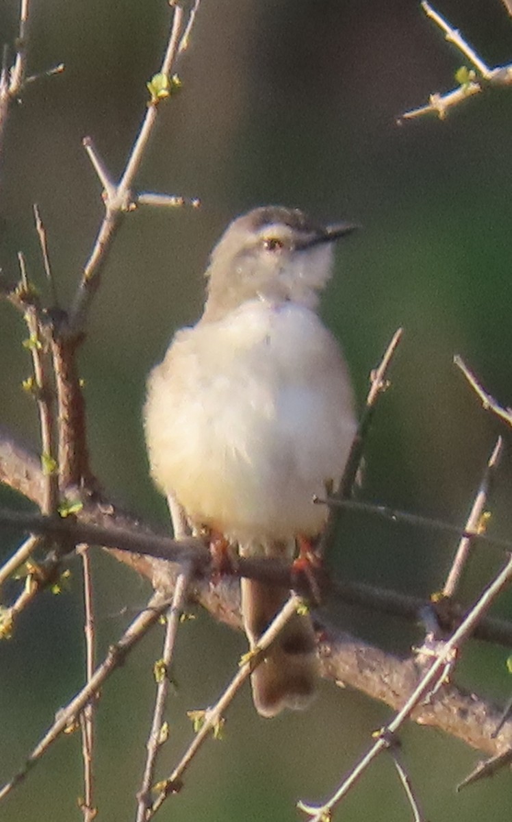 Prinia Modesta - ML638298934