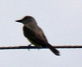 Tropical Kingbird - ML638298936