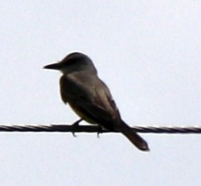 Tropical Kingbird - ML638298937