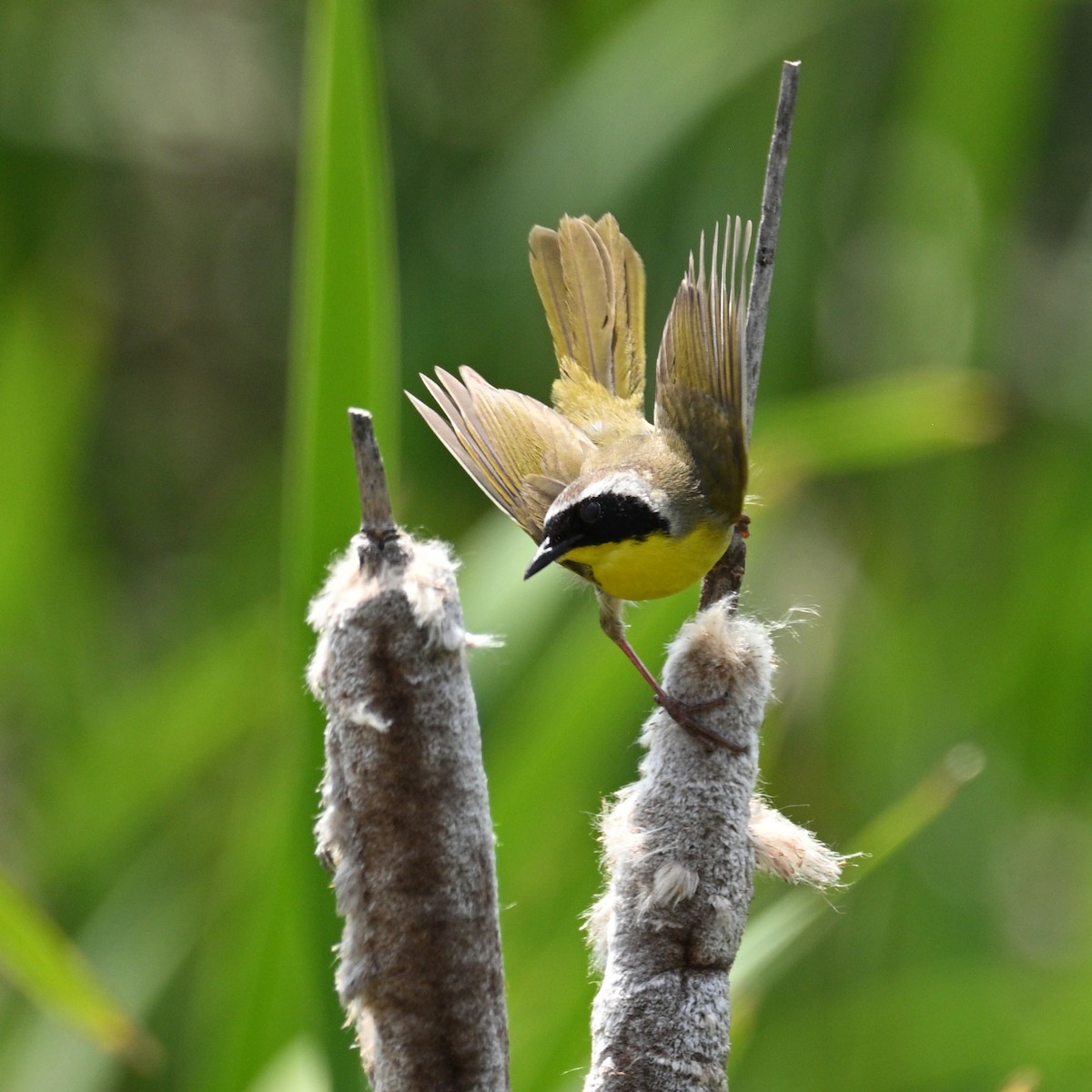 Common Yellowthroat - ML638298938