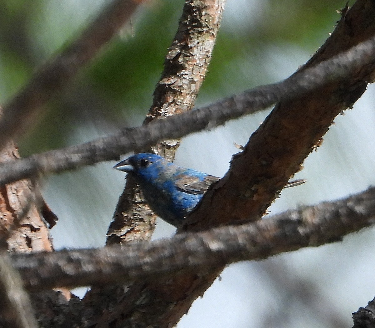 Guiraca bleu - ML638298939