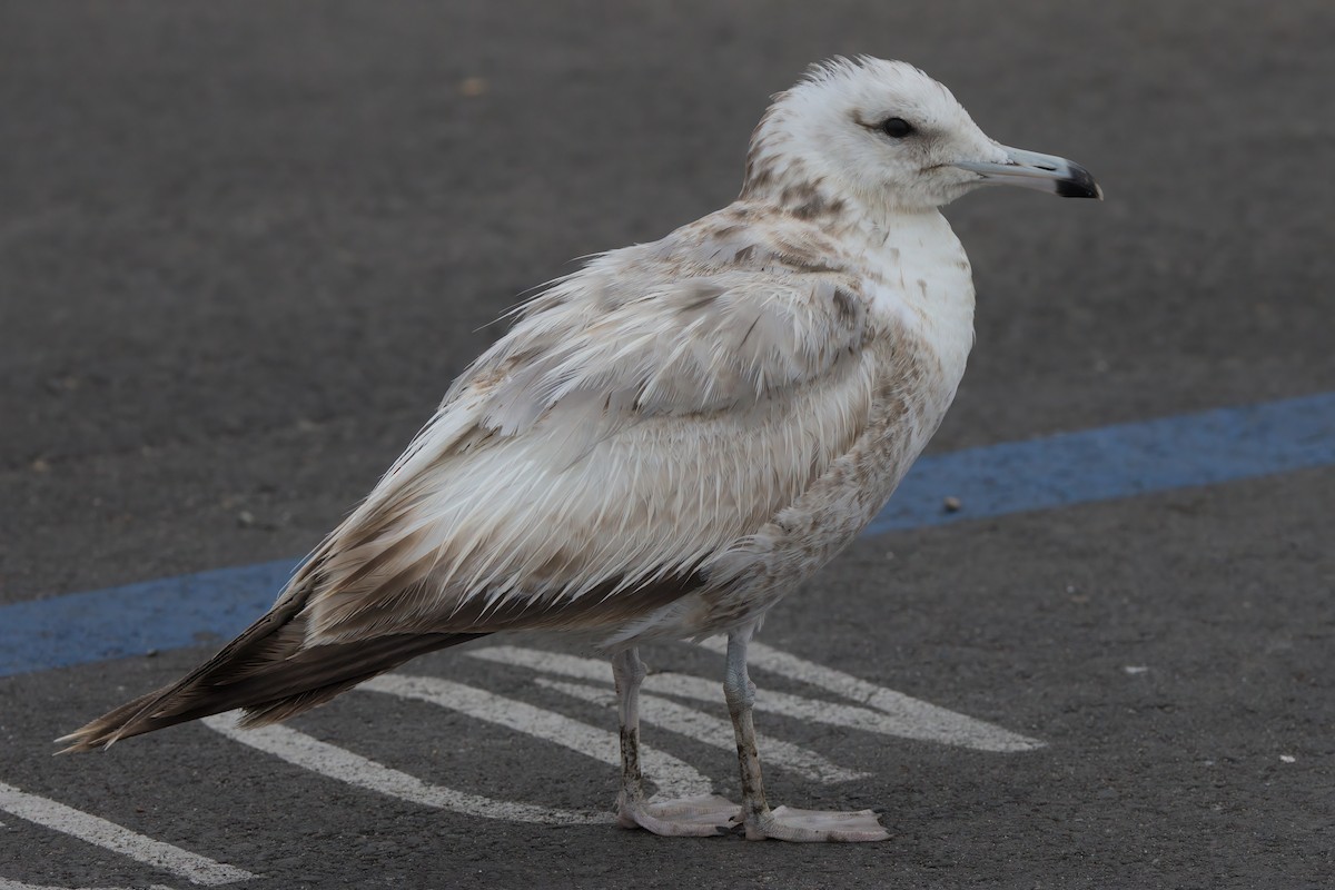 California Gull - ML638298959