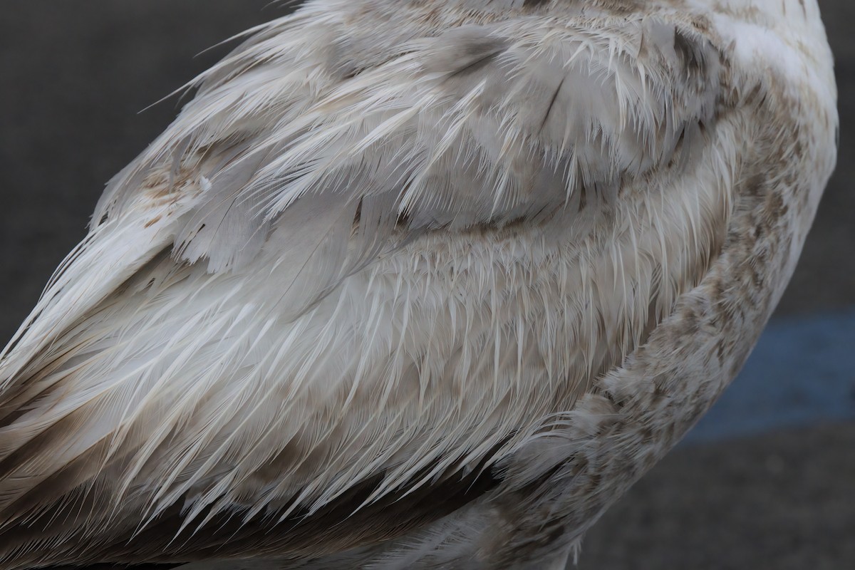 California Gull - ML638298960