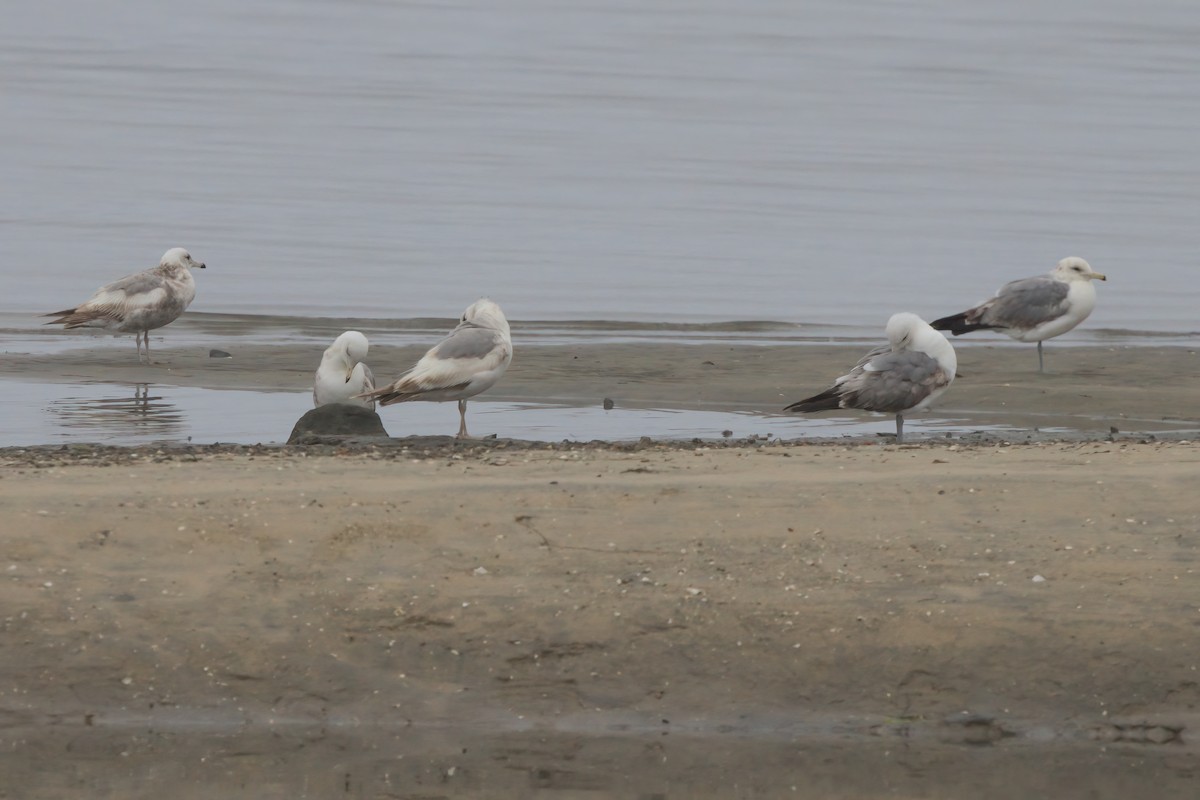 California Gull - ML638298961