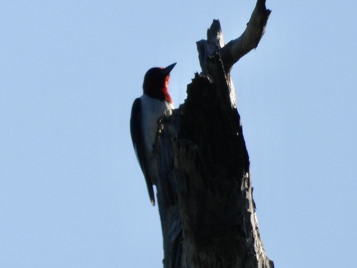 Red-headed Woodpecker - ML638298962