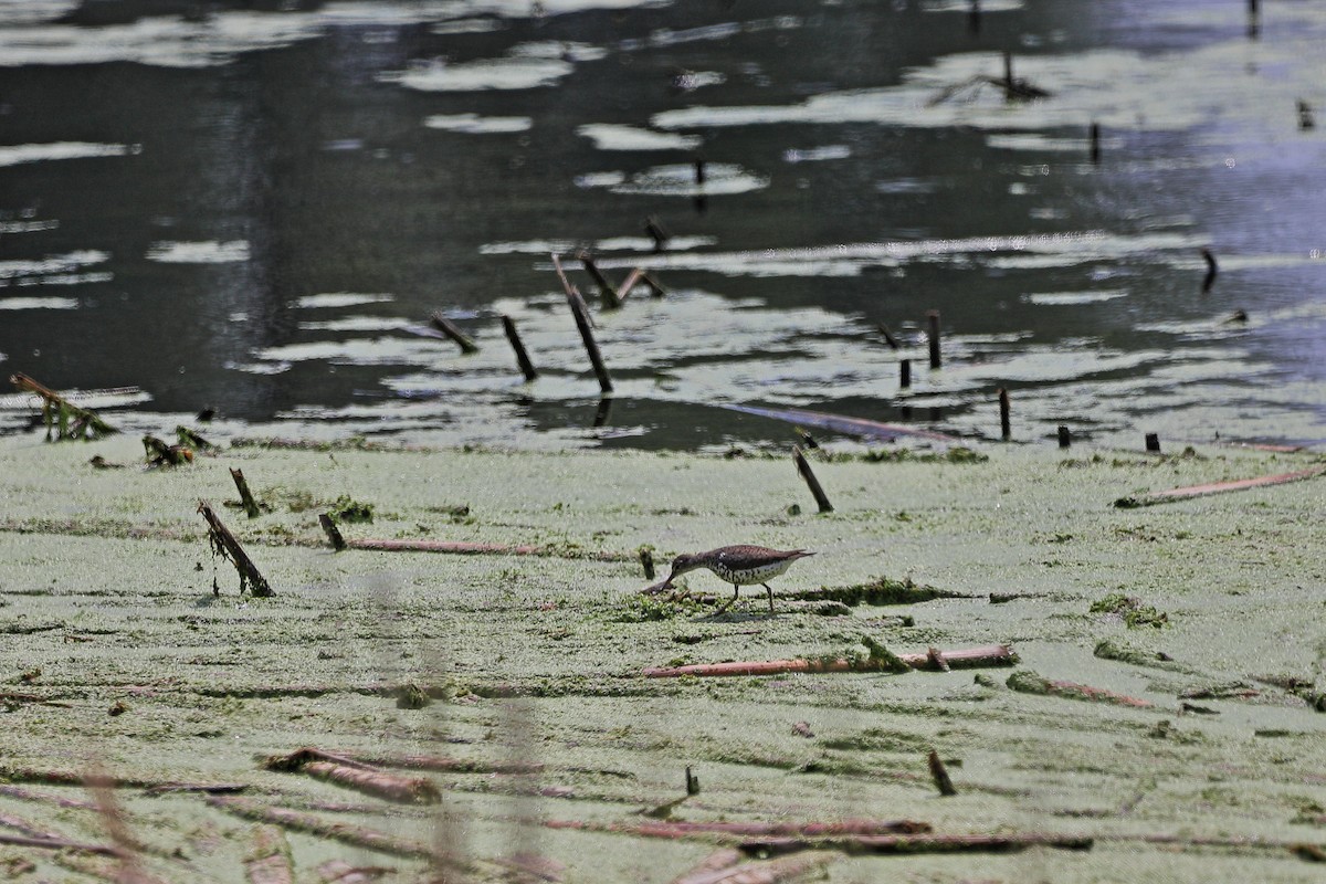 Spotted Sandpiper - ML638298964