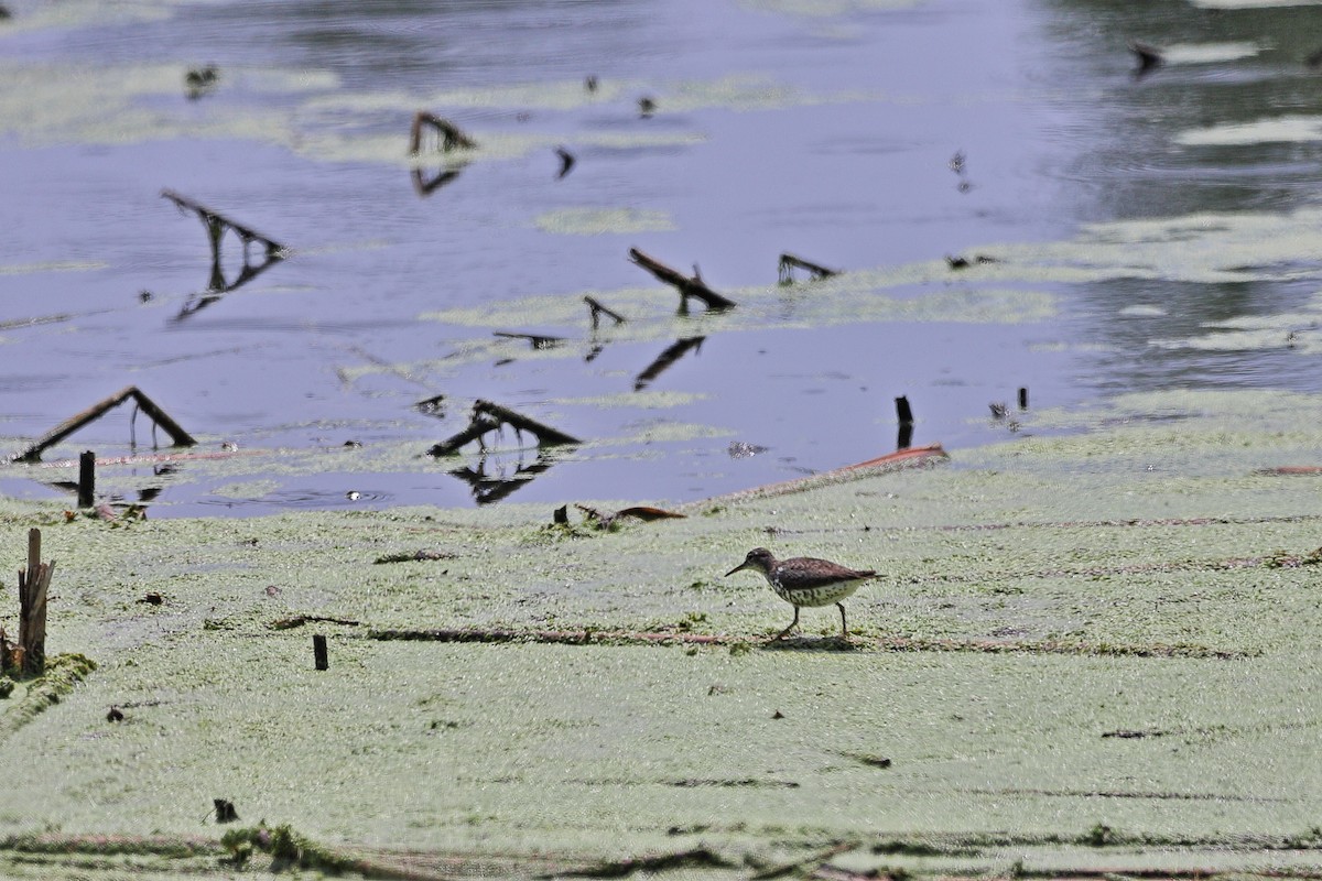 Spotted Sandpiper - ML638298965