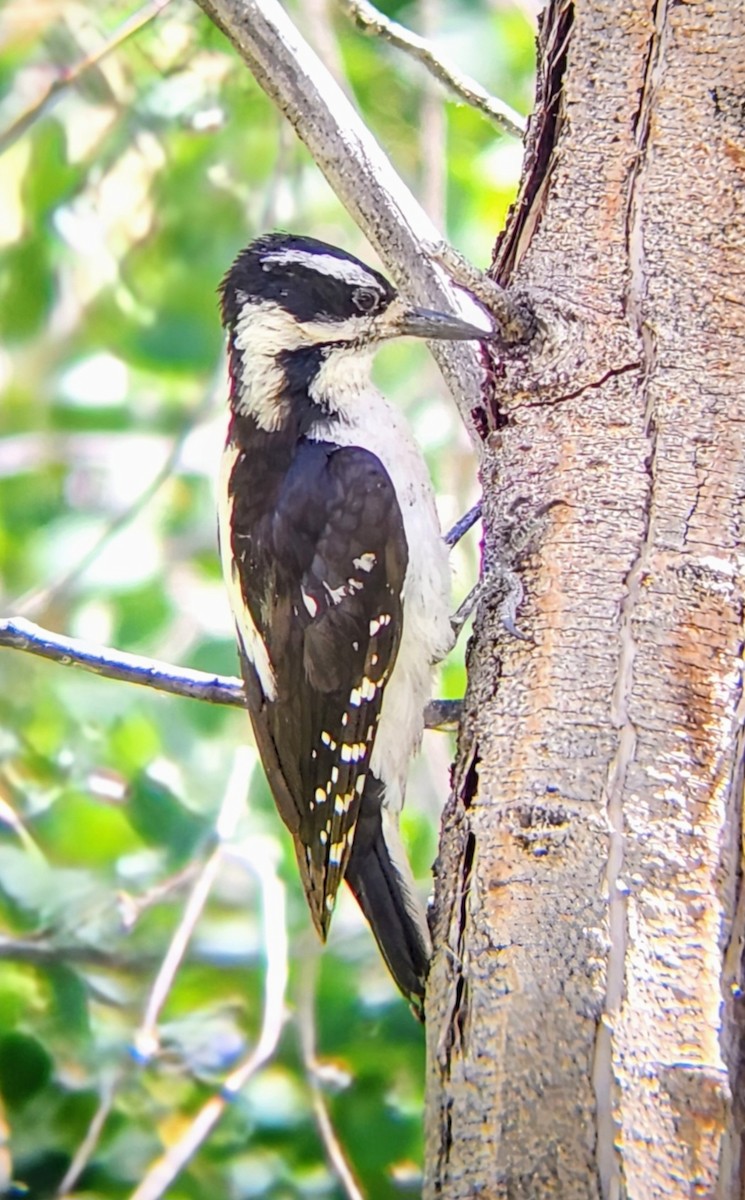 Hairy Woodpecker - ML638298990