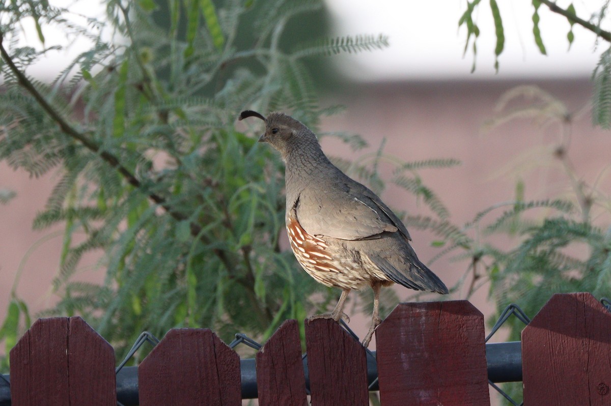 Gambel's Quail - ML638298997