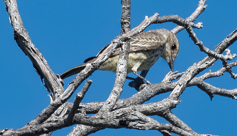 Vermilion Flycatcher - ML638299003