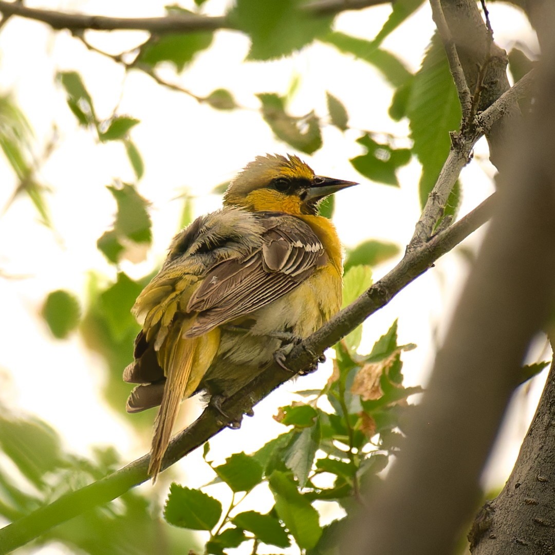 Oriole de Bullock - ML638299006