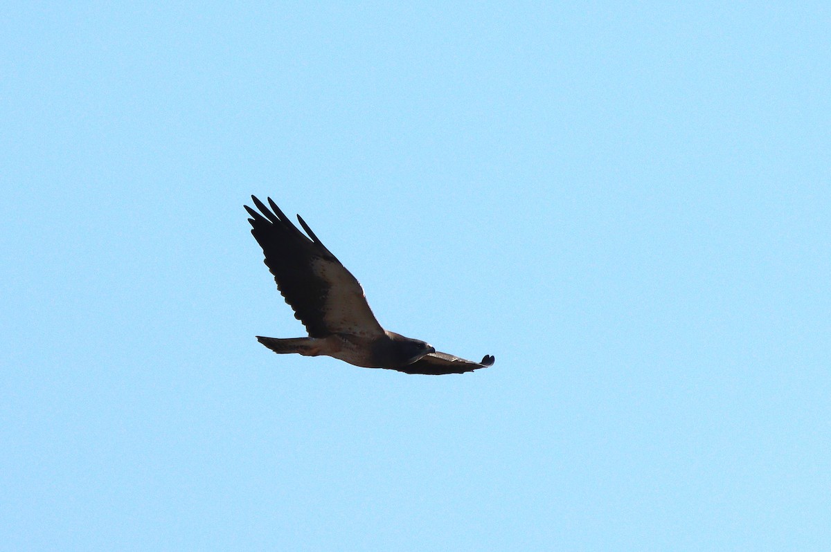 Swainson's Hawk - ML638299017