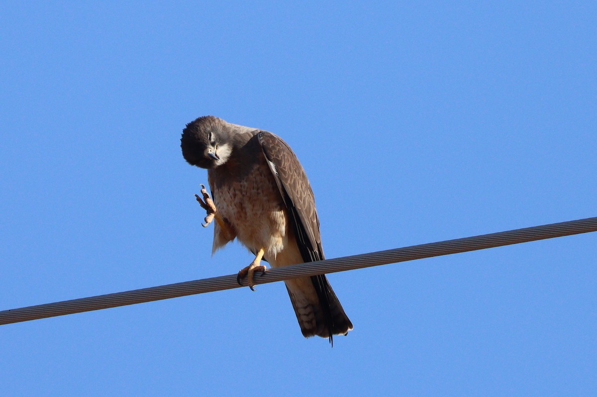 Swainson's Hawk - ML638299018