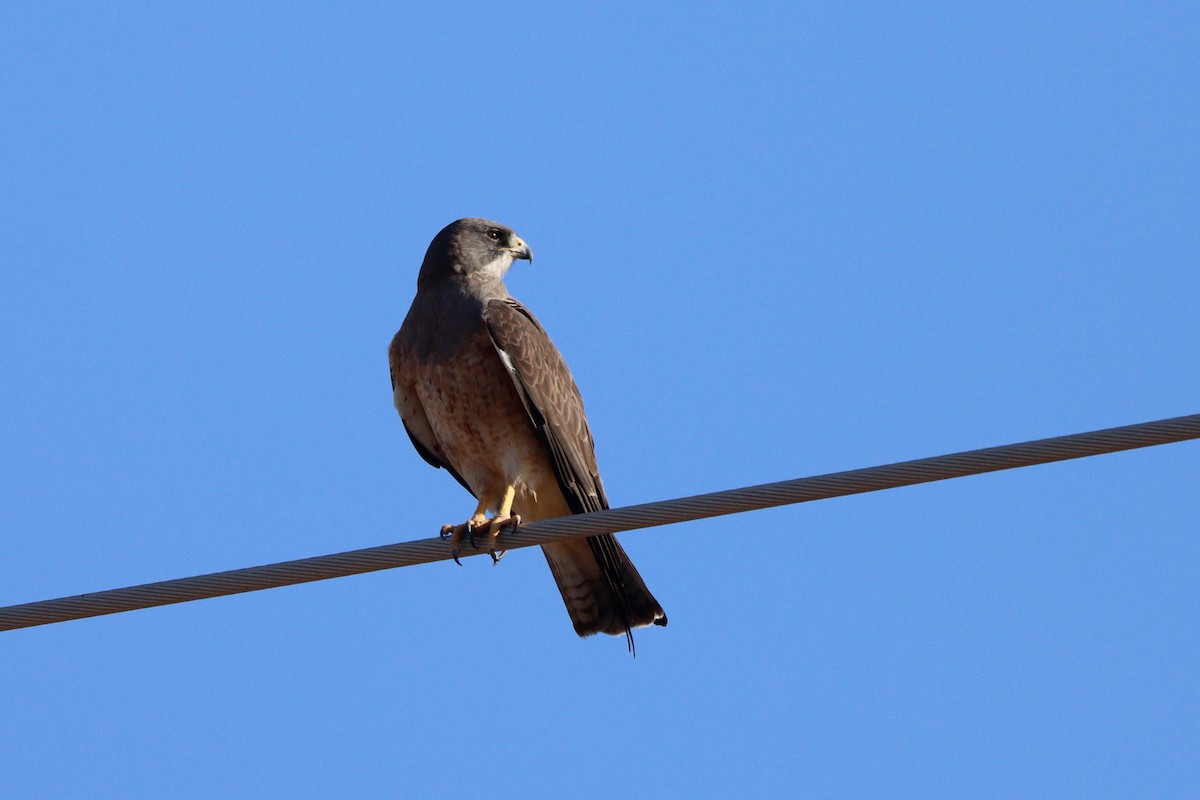 Swainson's Hawk - ML638299019