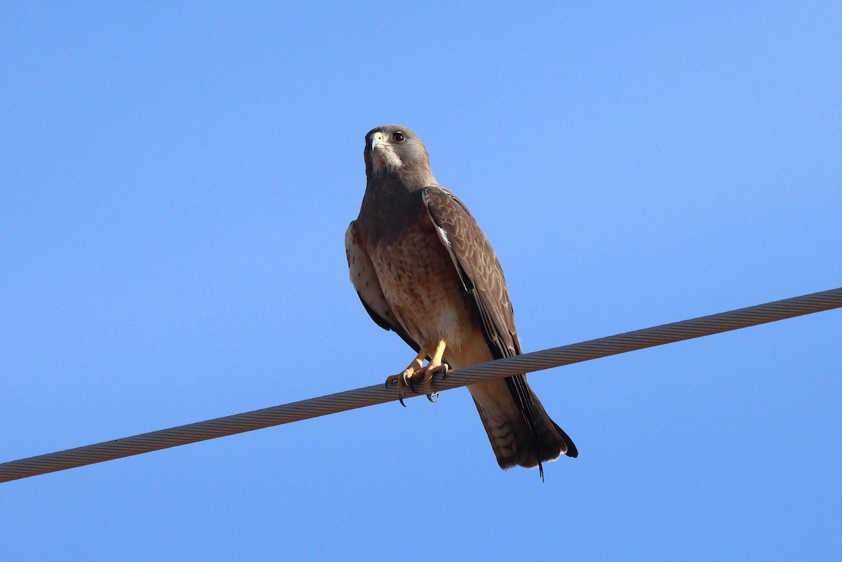 Swainson's Hawk - ML638299020