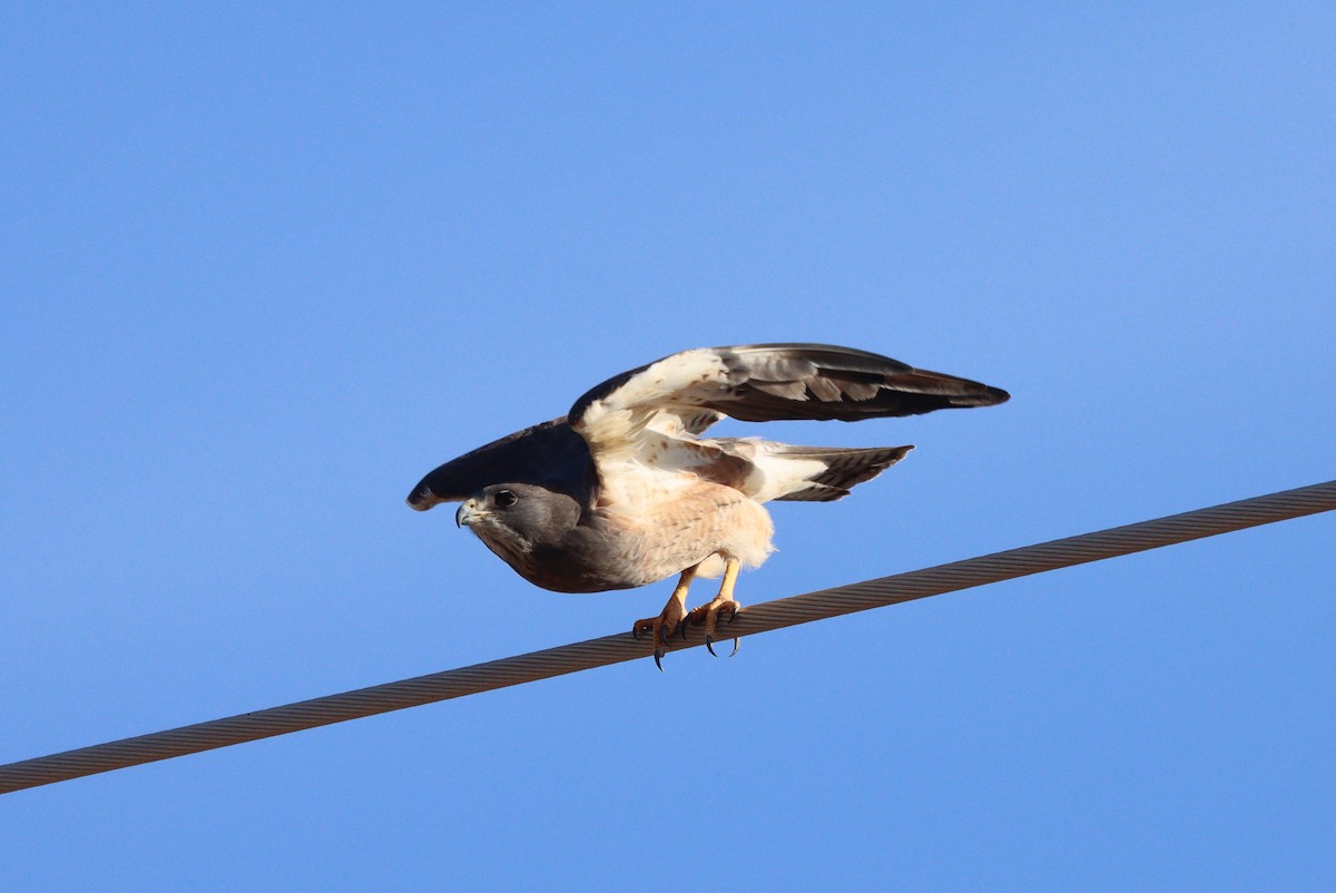 Swainson's Hawk - ML638299021