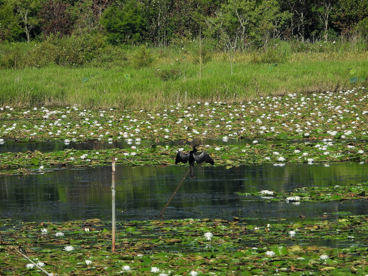 Anhinga - ML638299034
