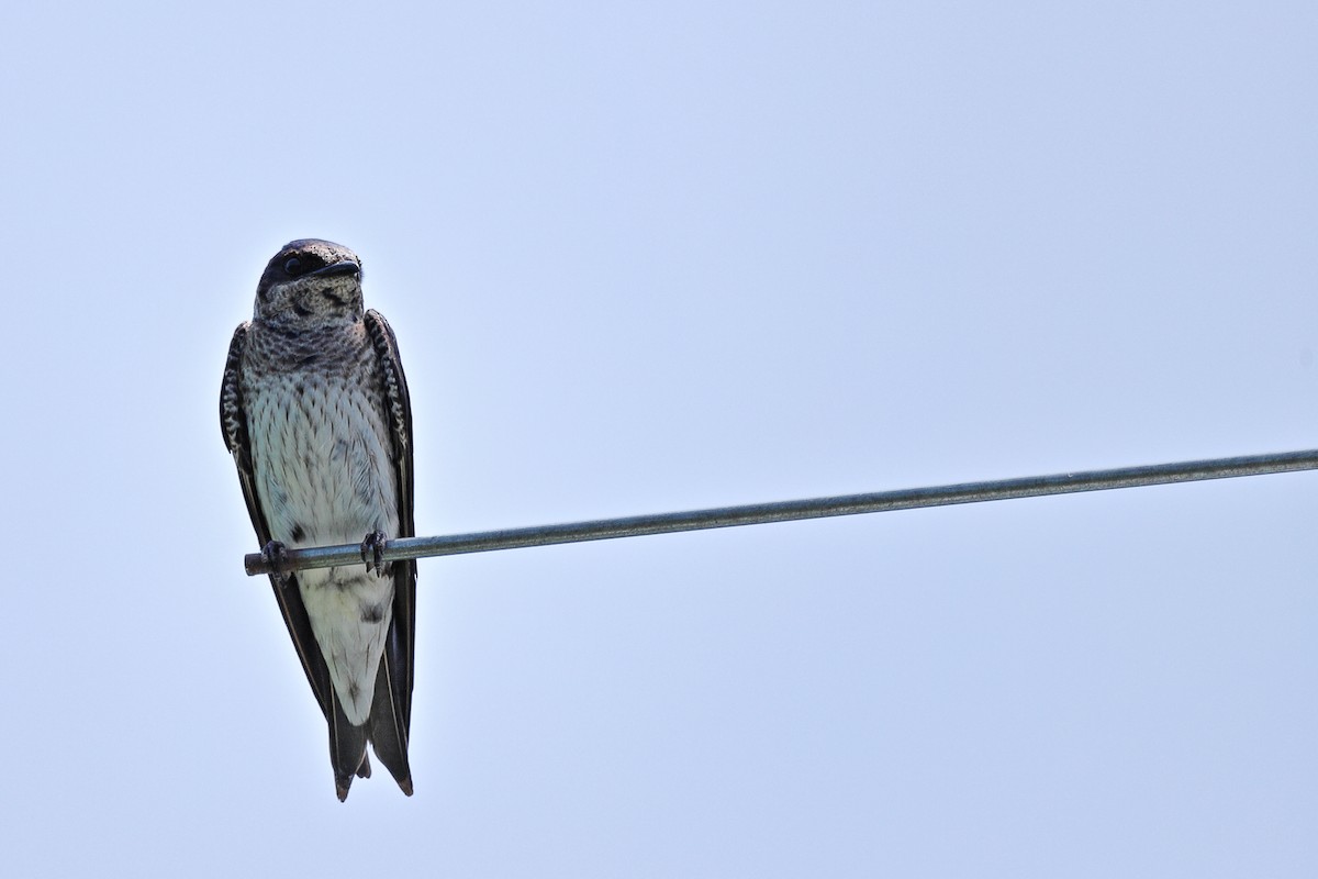 Purple Martin - ML638299036