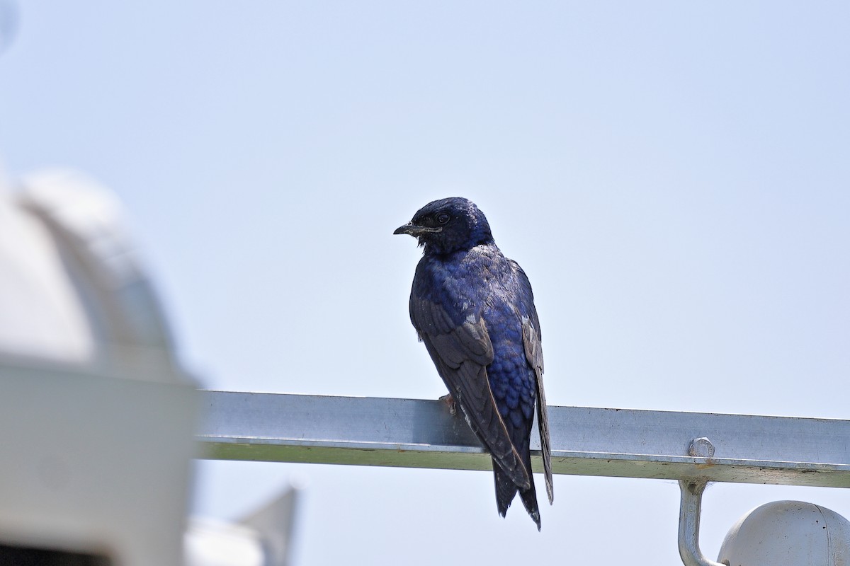 Purple Martin - ML638299038