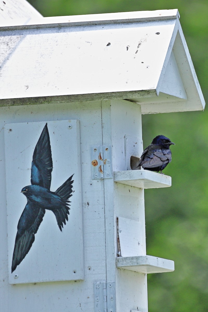 Purple Martin - ML638299039