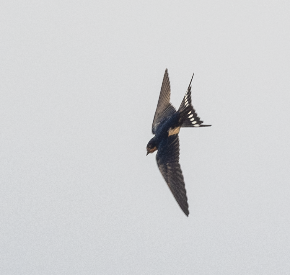 Barn Swallow - ML638299044