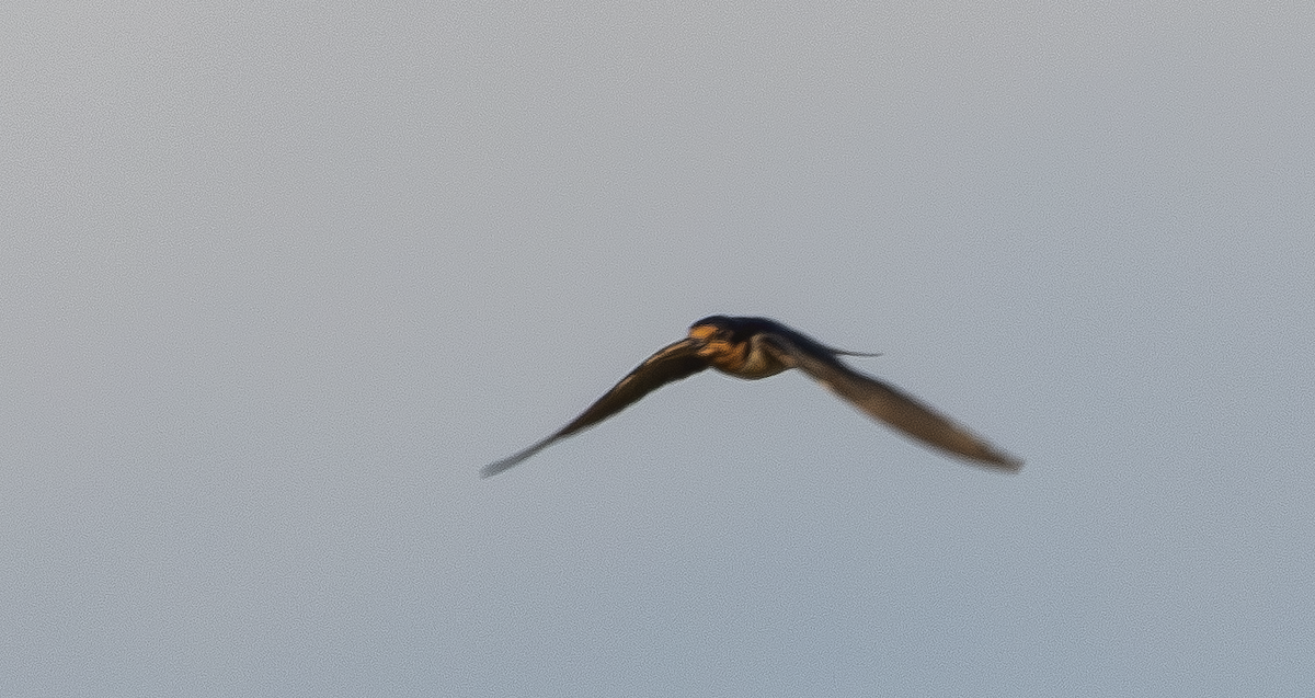 Barn Swallow - ML638299045