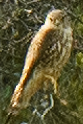 Merlin - ML638299049