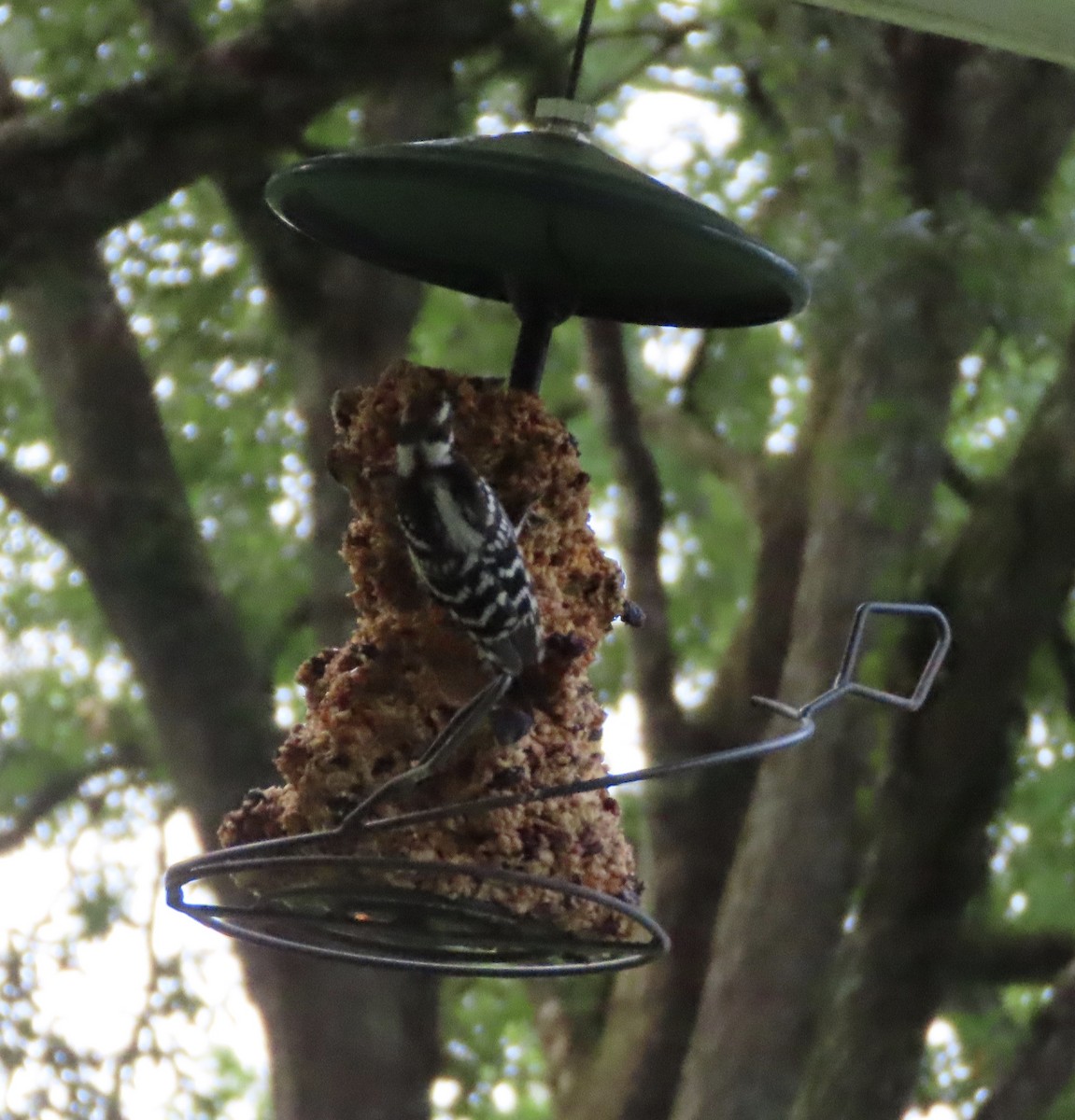 Downy Woodpecker - ML638299053