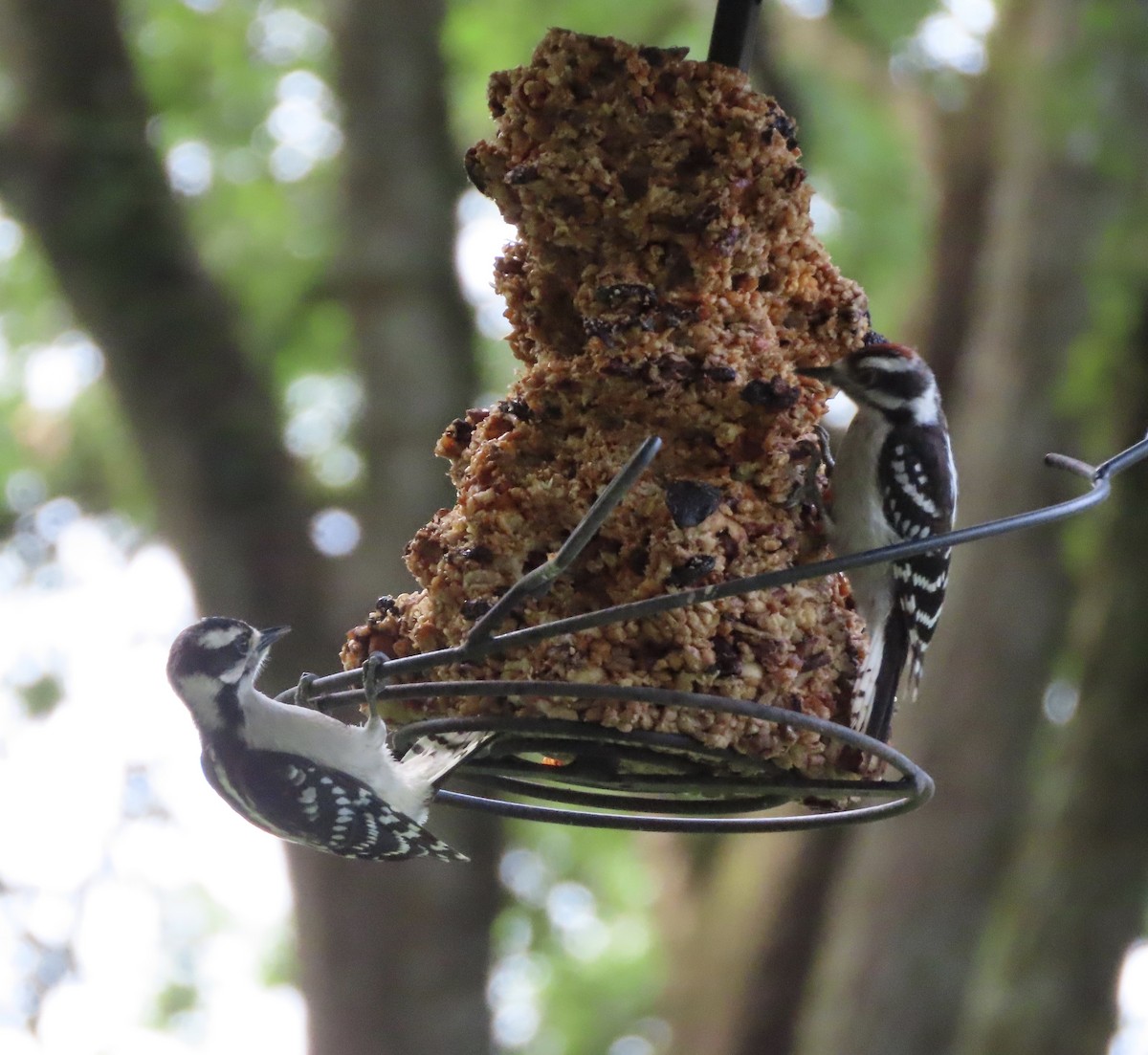 Downy Woodpecker - ML638299054