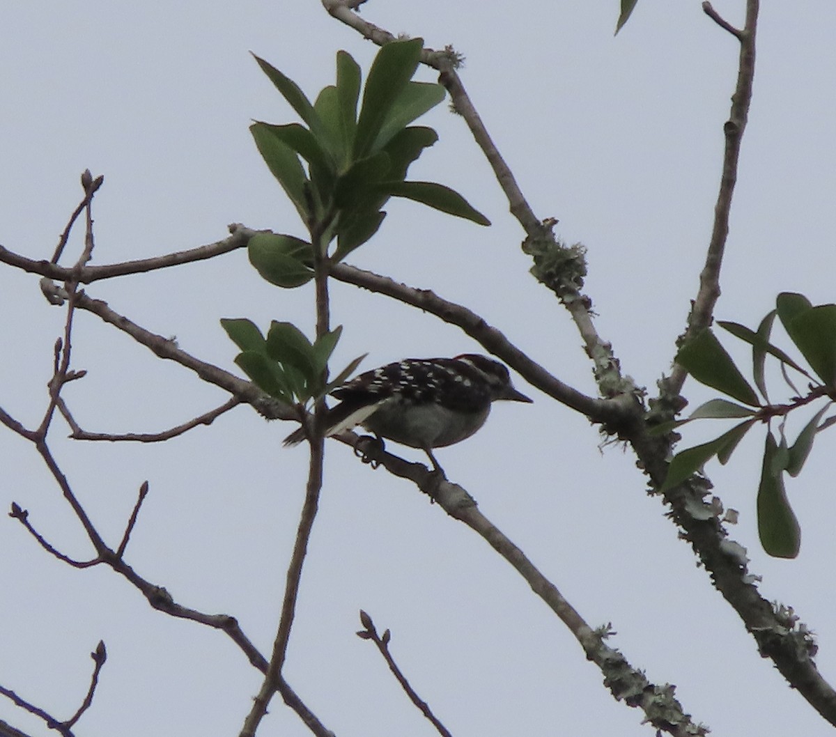 Downy Woodpecker - ML638299055