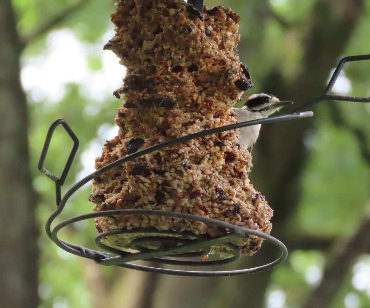 Downy Woodpecker - ML638299056