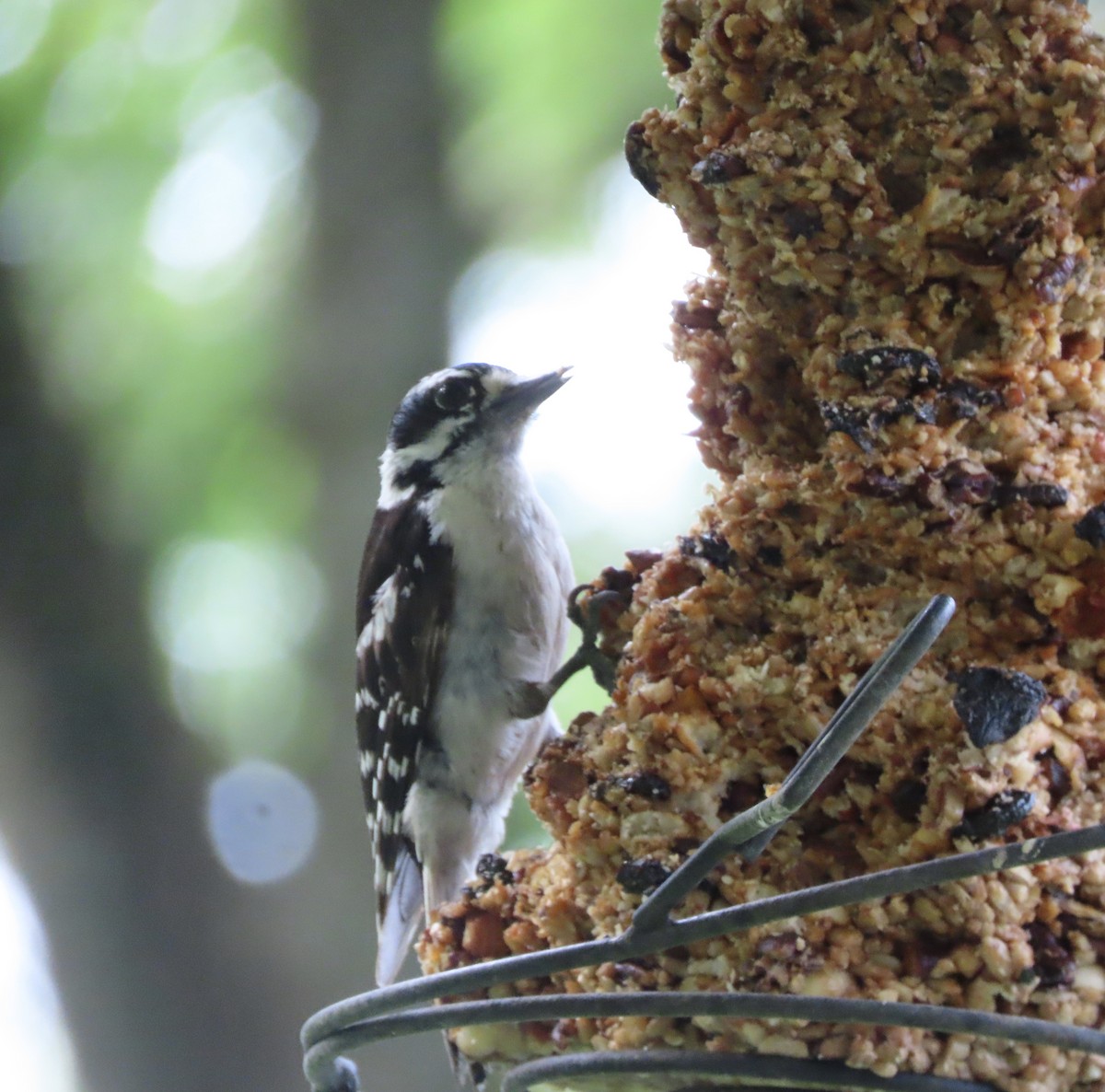 Downy Woodpecker - ML638299057
