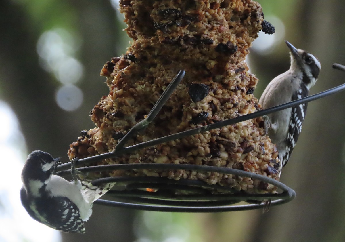 Downy Woodpecker - ML638299059