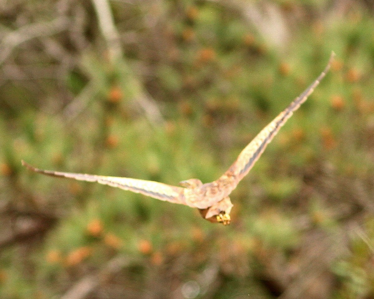 American Bittern - ML638299068