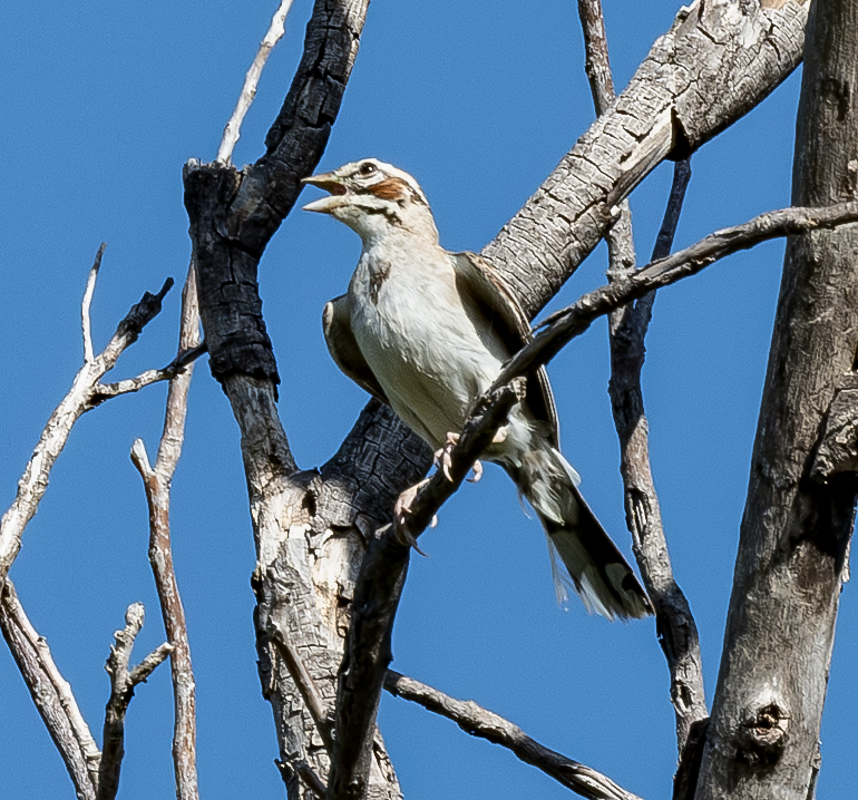 Lark Sparrow - ML638299071