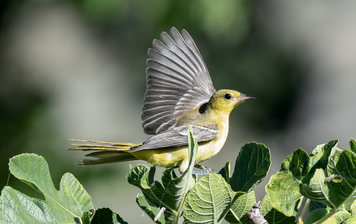 Orchard Oriole - ML638299092
