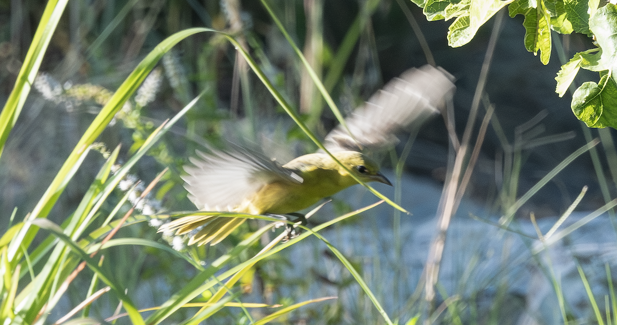 Orchard Oriole - ML638299093