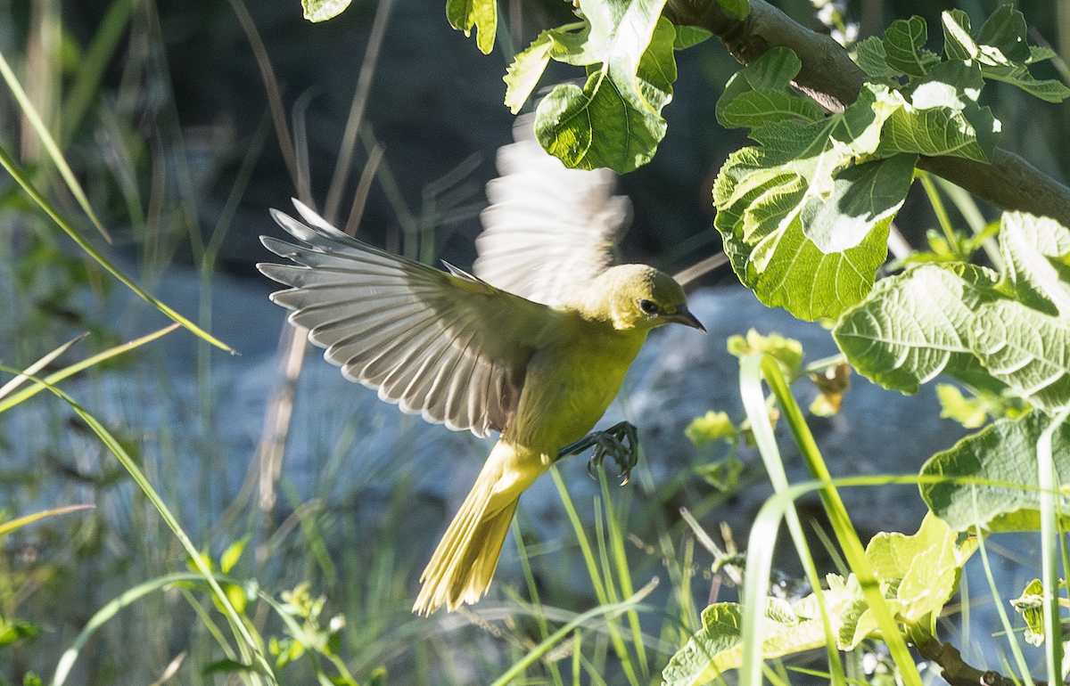 Orchard Oriole - ML638299094