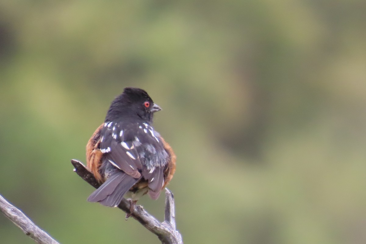Spotted Towhee - ML638299097