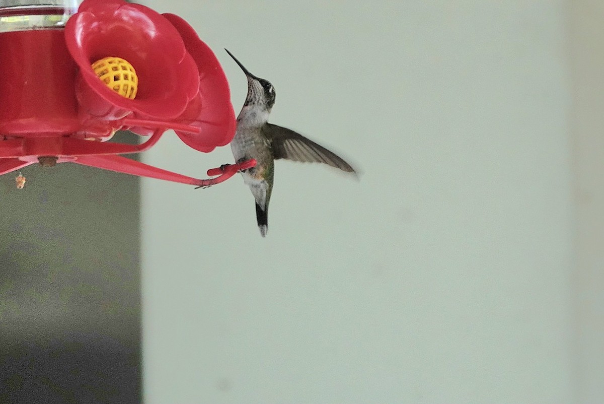 Ruby-throated Hummingbird - ML638299098