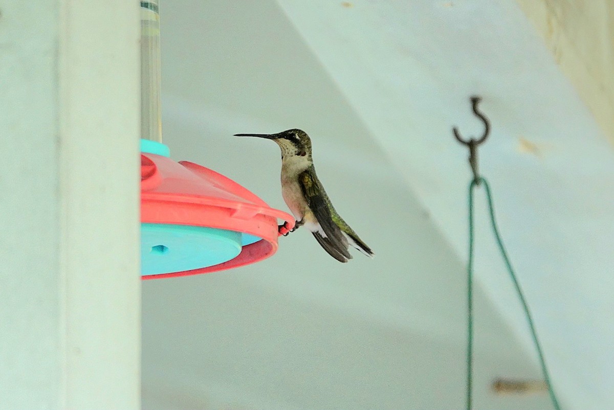 Ruby-throated Hummingbird - ML638299099