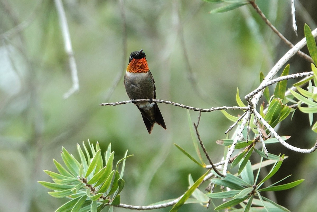 Ruby-throated Hummingbird - ML638299100