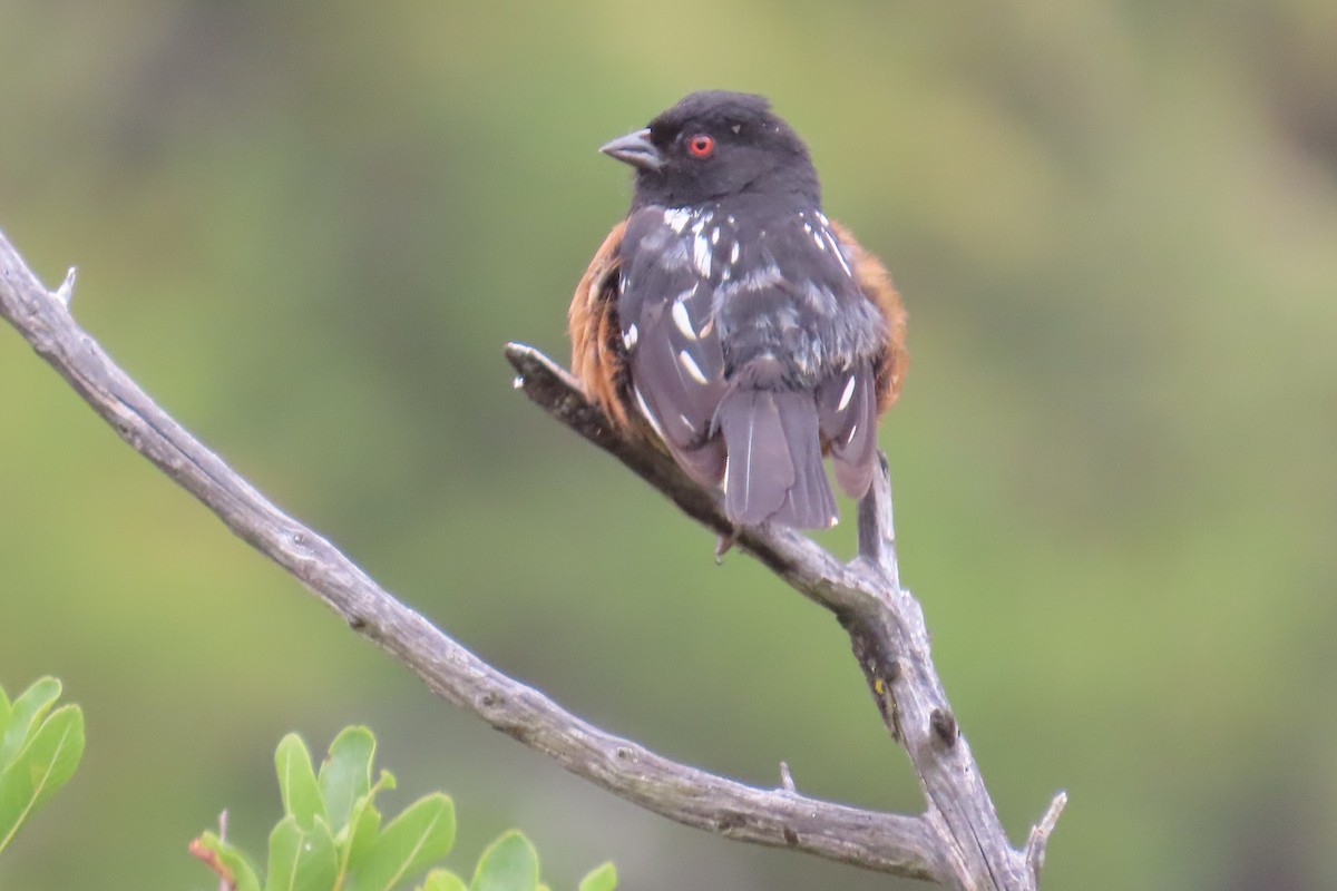 Spotted Towhee - ML638299101