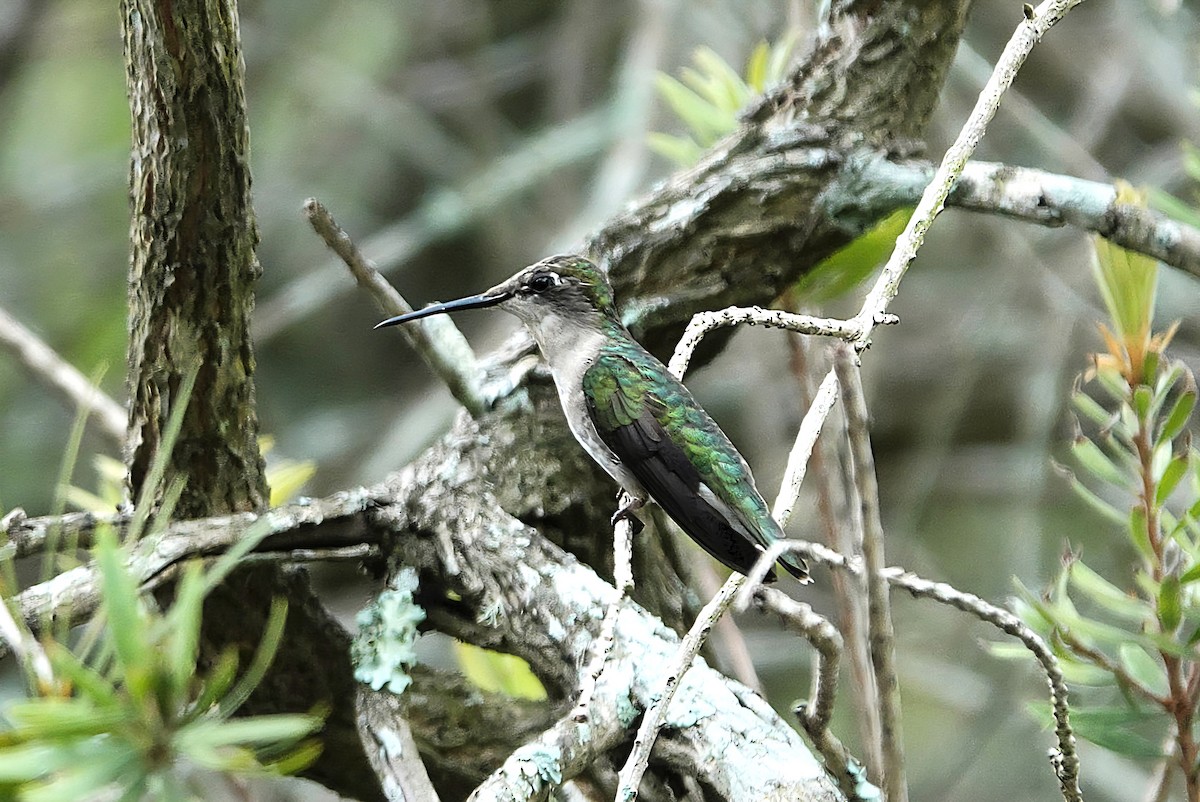 Ruby-throated Hummingbird - ML638299102