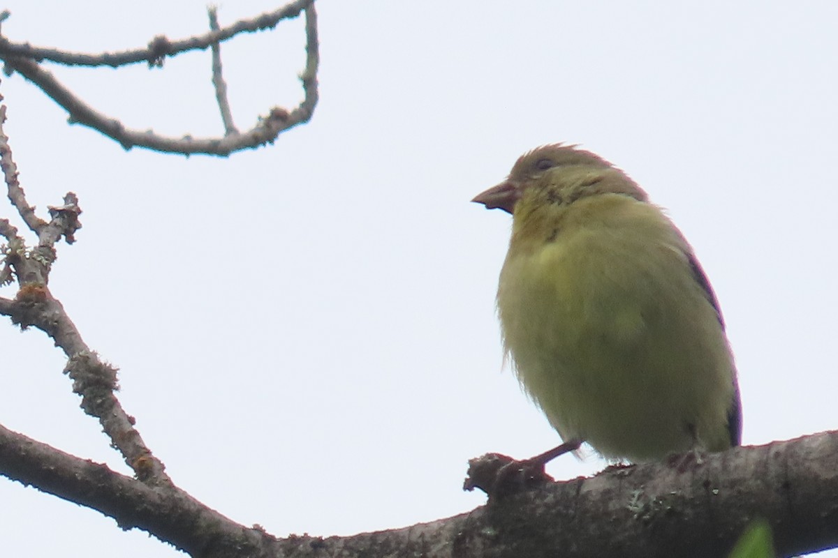 Lesser Goldfinch - ML638299103